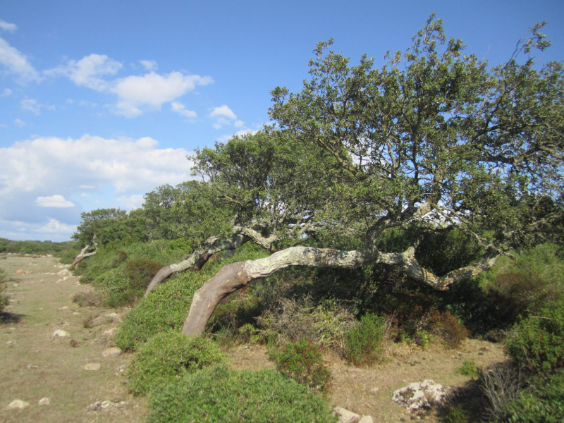 Sardinien 2017 086 z66C45862
