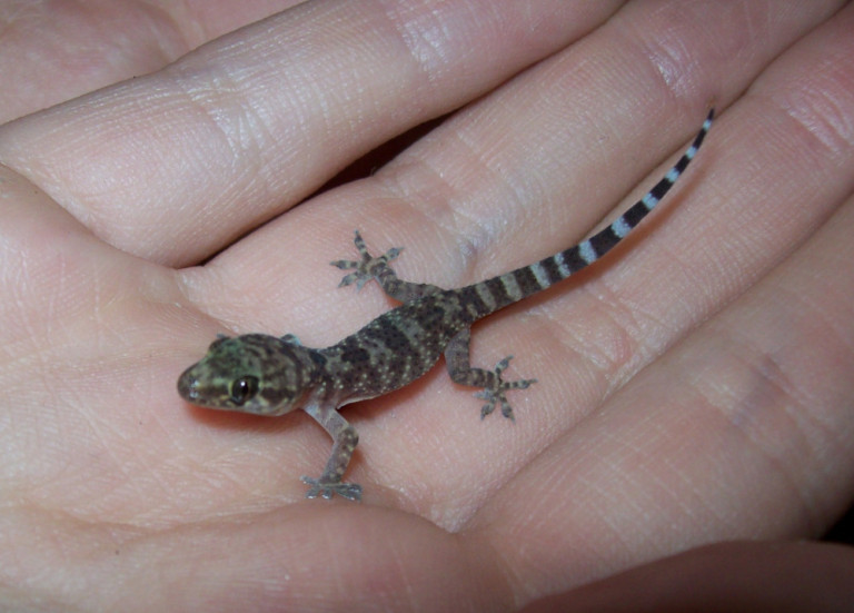 Geckos auf Sardinien