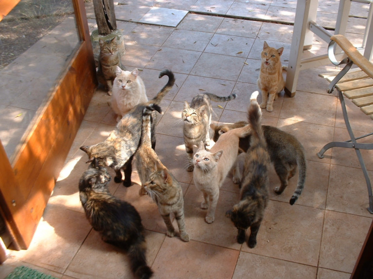 Katzen am Haus