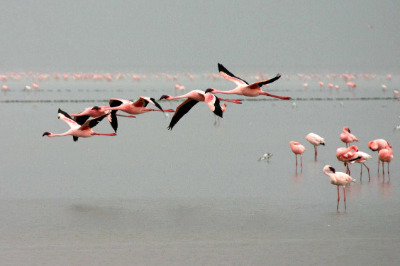 Flamingos