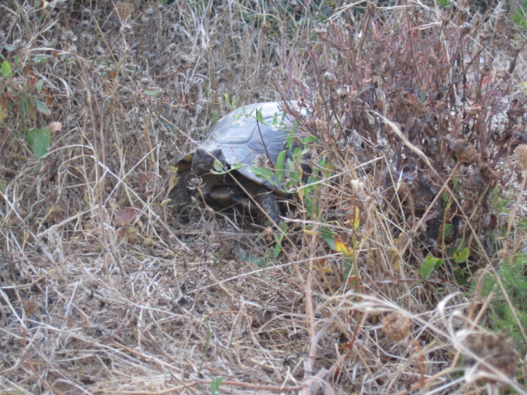 Schildkröte Capo Testa