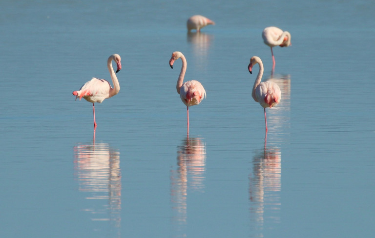 Flamingos auf Sardinien