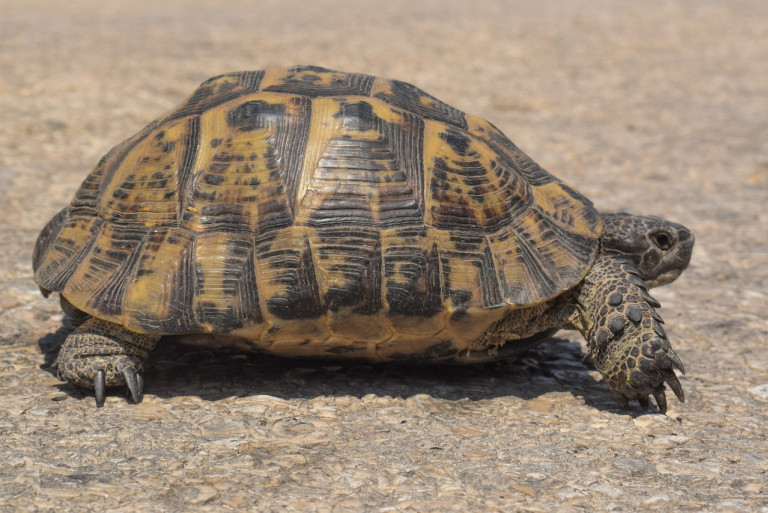 Schildkröte auf Sardinien